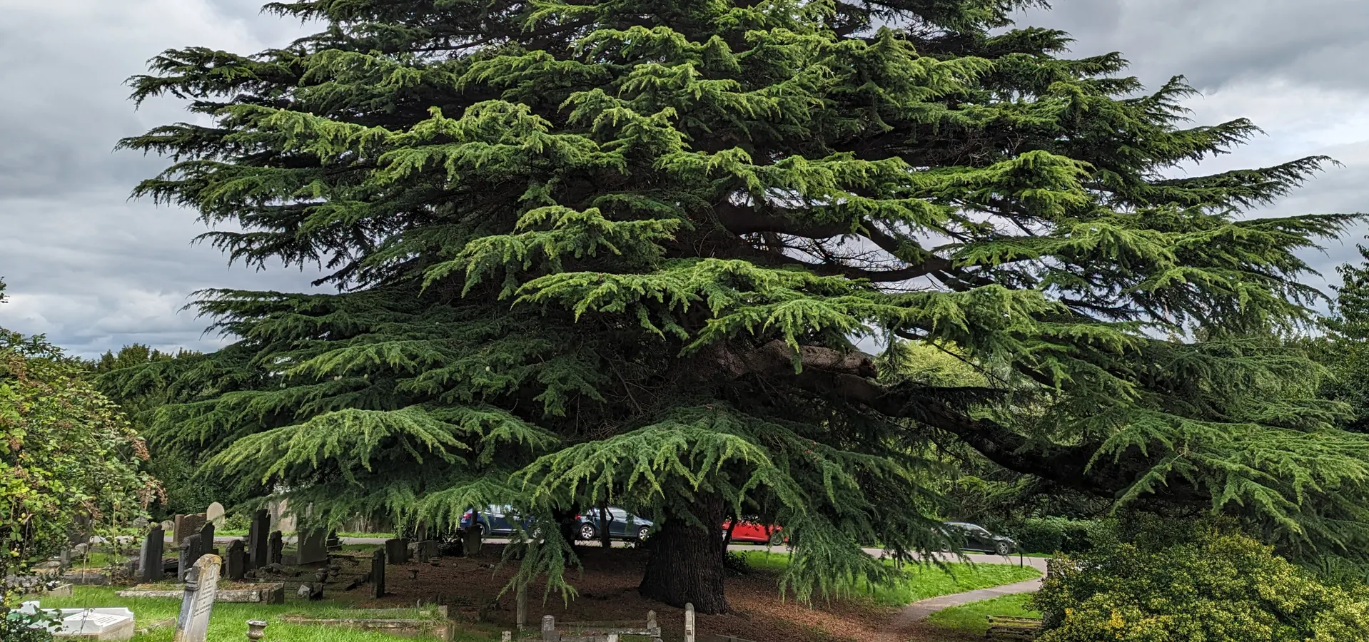 Locksbrook Winter Trees