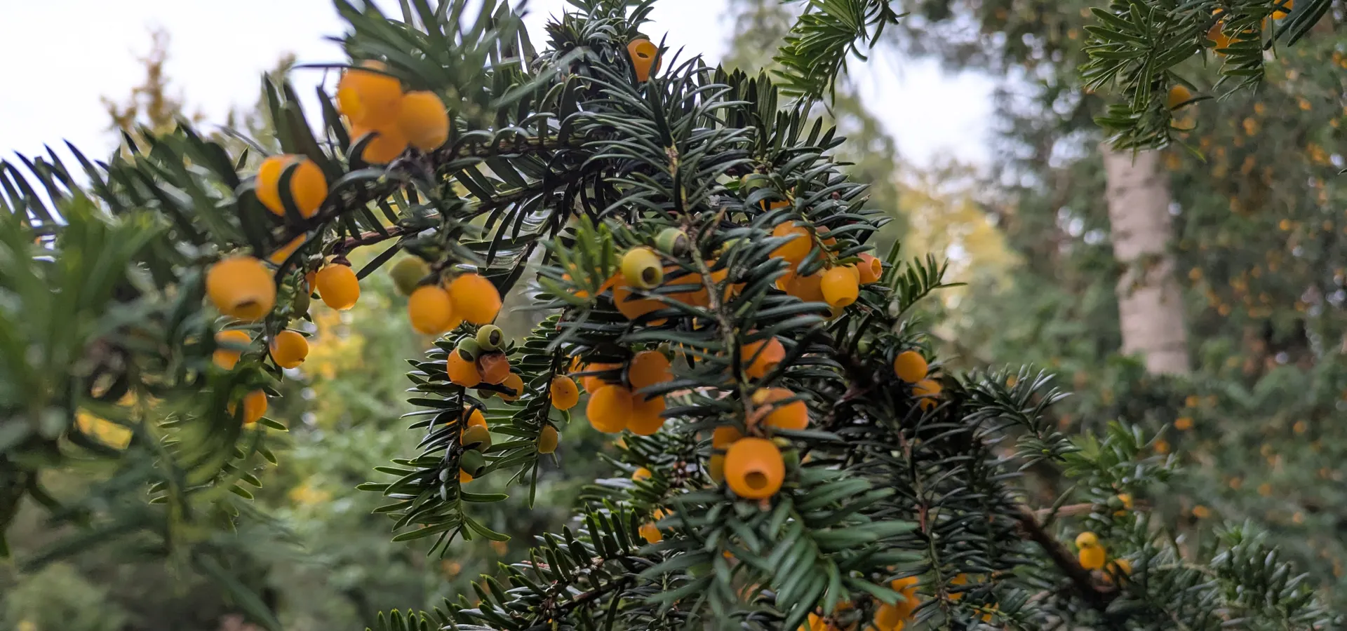 Winter Tree Appreciation Bath Urban Treescape