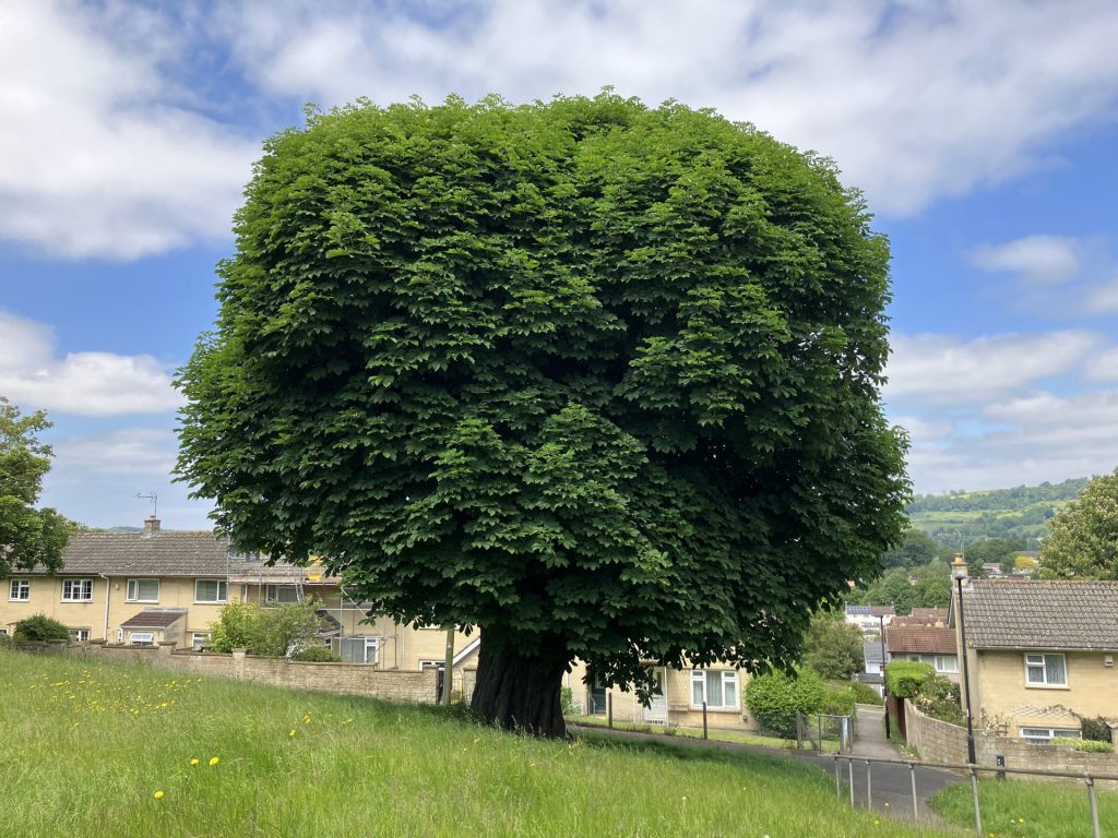 Bath Urban Treescape