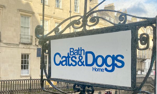 Bath Cats and Dogs Home